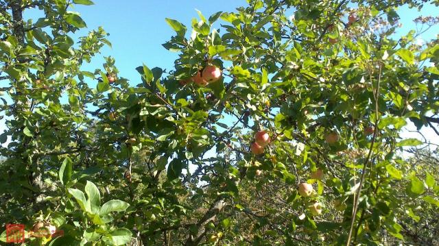 Наволок дер.