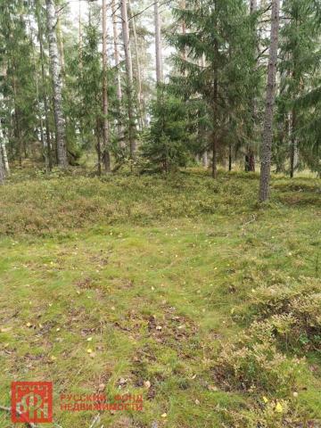 Новые Крупели дер.