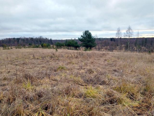 Камышовка дер.