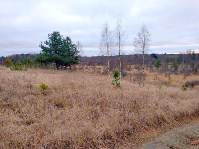 Камышовка дер.