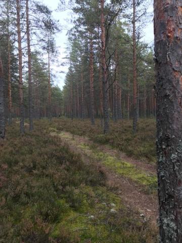 Зеленая Роща пос.