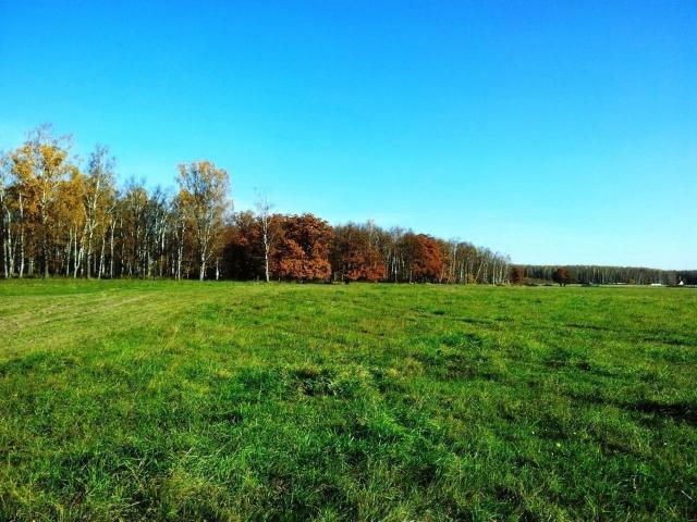 Шангиничи дер.