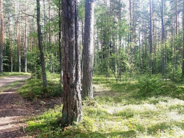 вблизи пос. Новая деревня