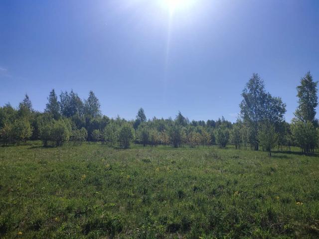 Новая Буря дер.