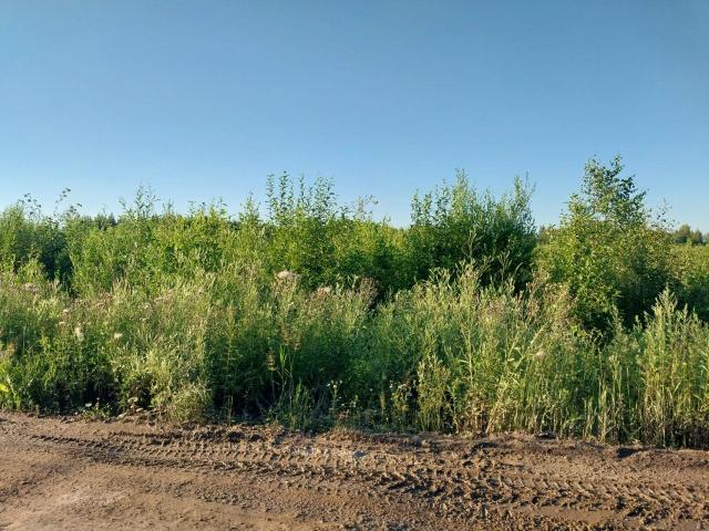 Дубровка пос.