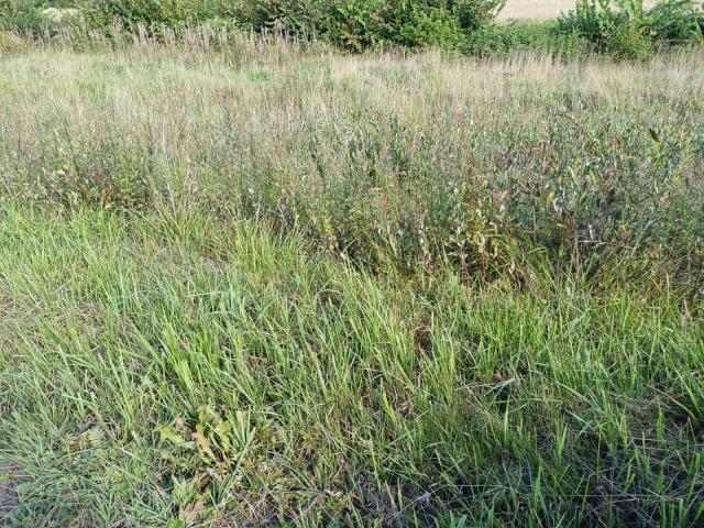 Оржицы дер.