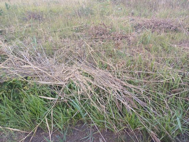 Сокули дер.