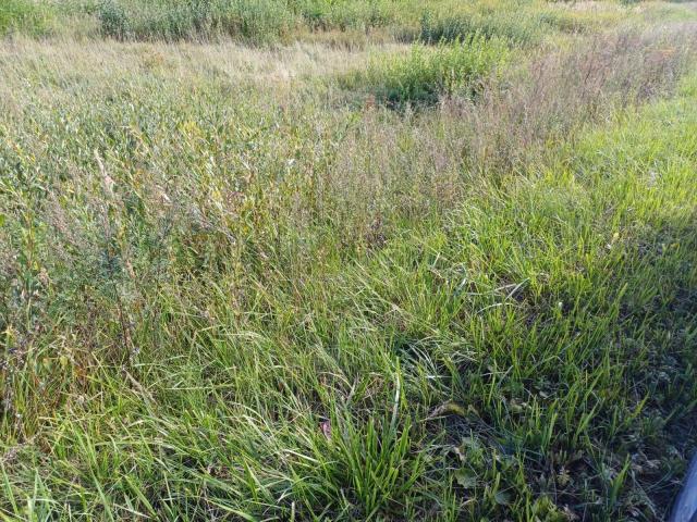 Оржицы дер.