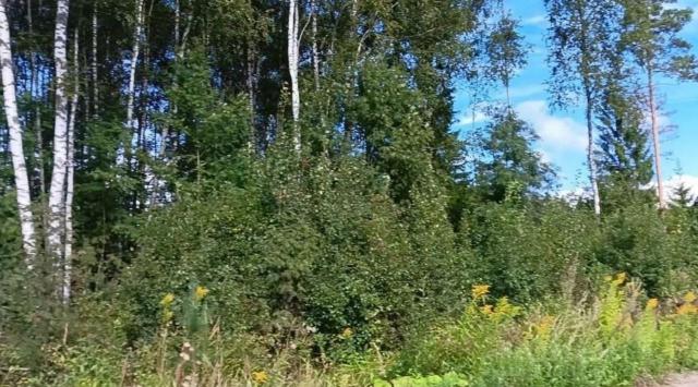 Заречное ДНП, Манчестерская