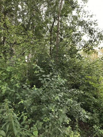 Ленинградская область, Житково пос.