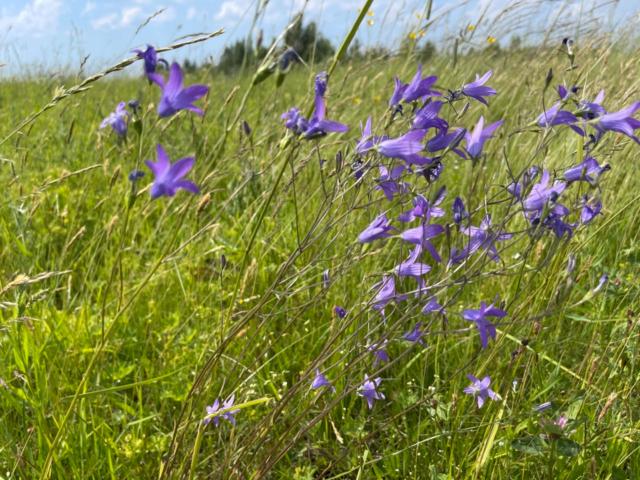 Ленинградская область, Худанки дер.