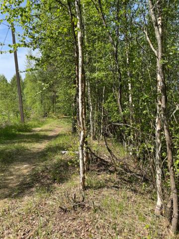Ленинградская область, Мичуринское пос.