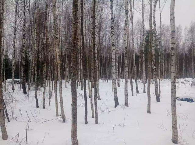 Ленинградская область, Посадников Остров массив, Позитив-Кириши СНТ, 177