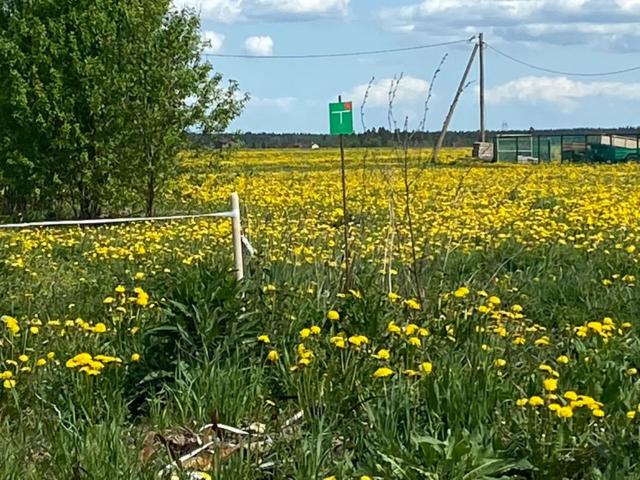 Ленинградская область, Торосово пос.