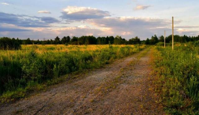 Ленинградская область, Зеленый лес ДП, 112