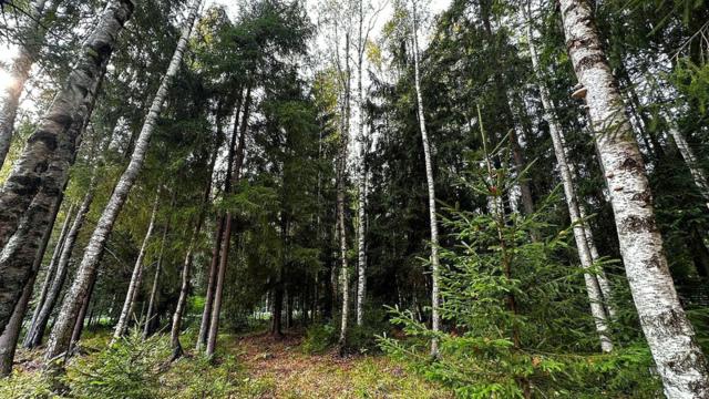 Ленинградская область, Западная Лица пос.