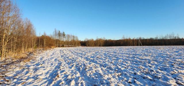 Ленинградская область, Козицкие Луга кп