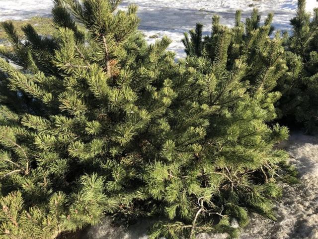 Ленинградская область, Куйвозовское сельское поселение