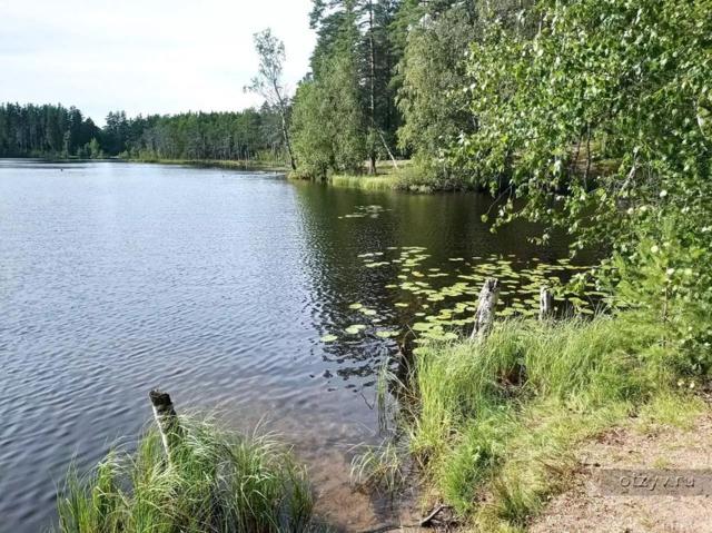 Ленинградская область, Славянка массив, Белкино СНТ