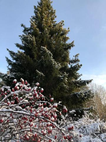 Ленинградская область, Мельниково пос., 1