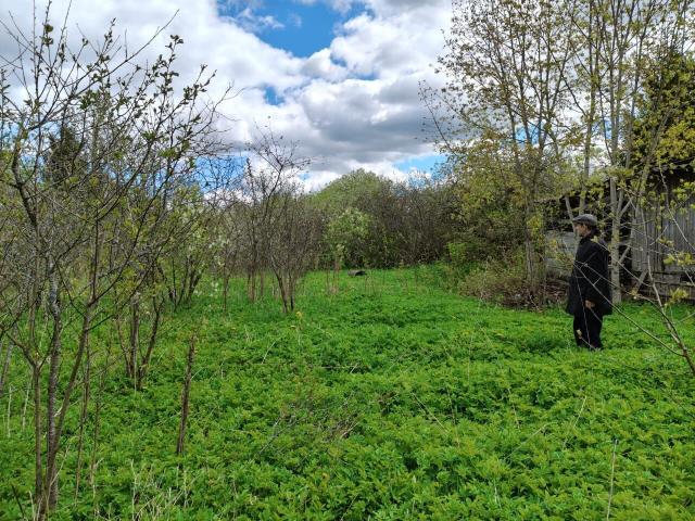 Ленинградская область, Симанково дер., 22