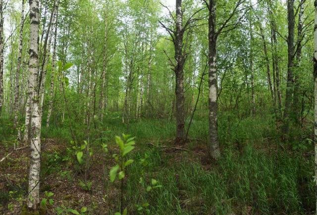 Ленинградская область, Карелия СНТ, Лесная ул.