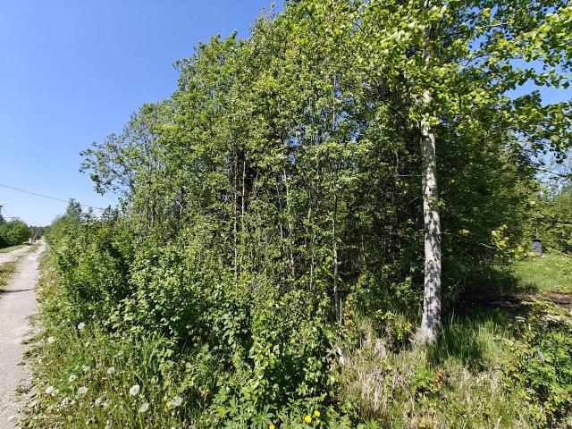 Ленинградская область, Авлога 1 СНТ, 48