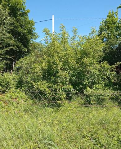 гп. Ефимовский