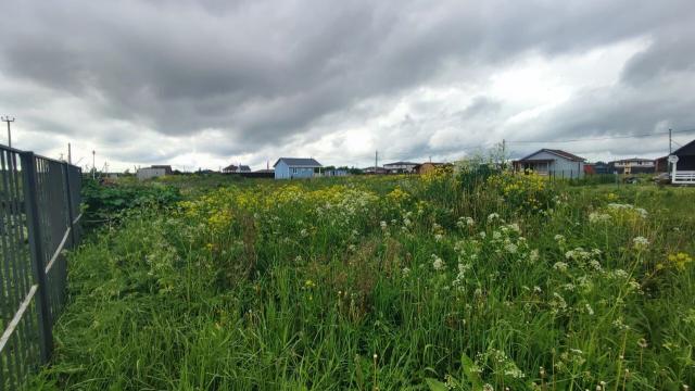 Ленинградская область, Медовая поляна КП