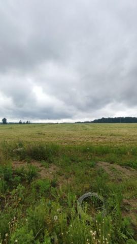 Ленинградская область, Медовая поляна КП