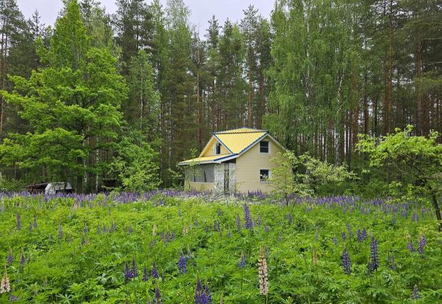 Ленинградская область, Змеиный пос., 22