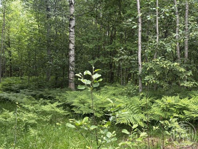 Ольшаники пос.