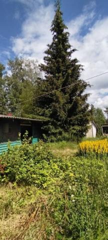 Ленинградская область, Назия массив, Сокол СНТ