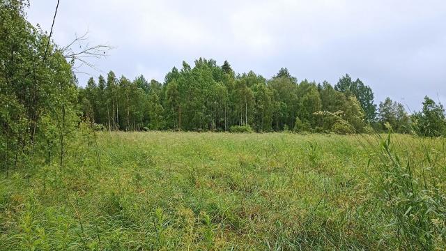 Ленинградская область, Новинка дер.
