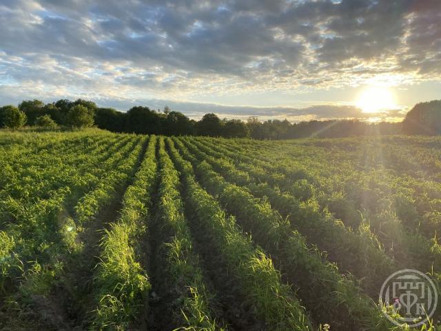 Ильжо дер., Цветочная ул.