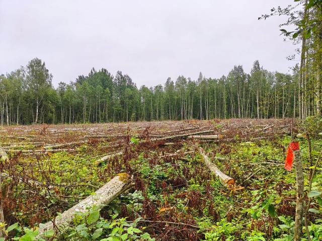 Ленинградская область, Извоз дер.
