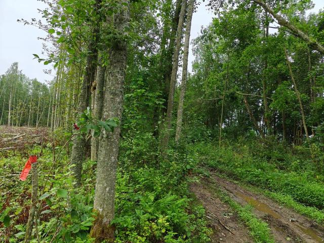 Ленинградская область, Извоз дер.