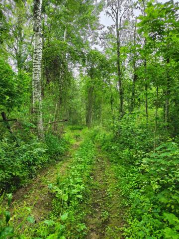 Ленинградская область, Извоз дер.
