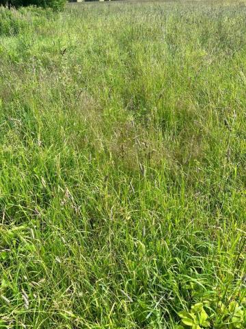 Ленинградская область, Громово пос.