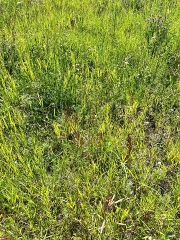 Ленинградская область, Громово пос.