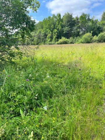 Ленинградская область, Громово пос.