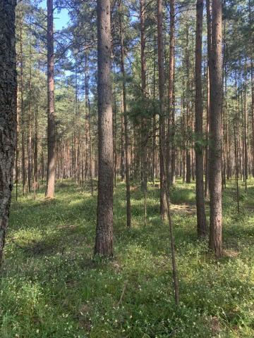 Ленинградская область, Сосновый Бор г., Энергетик СНТ, 10к1