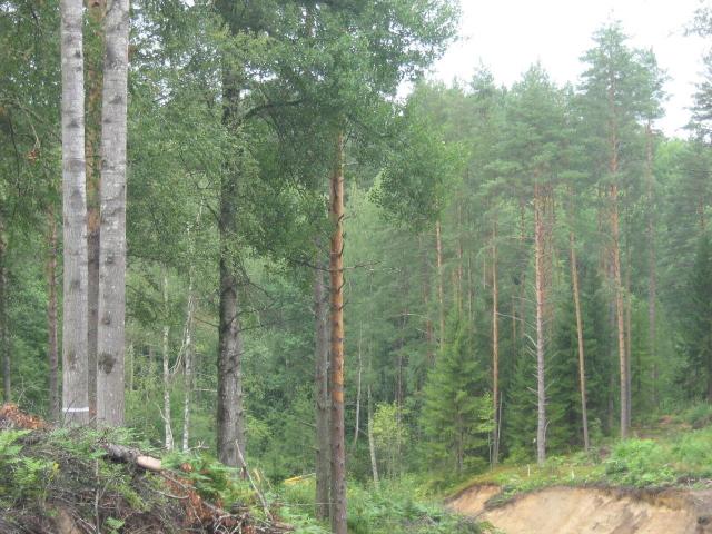 Ленинградская область, Белкино КП