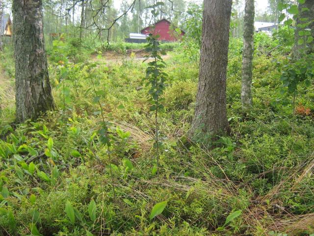 Ленинградская область, Белкино КП