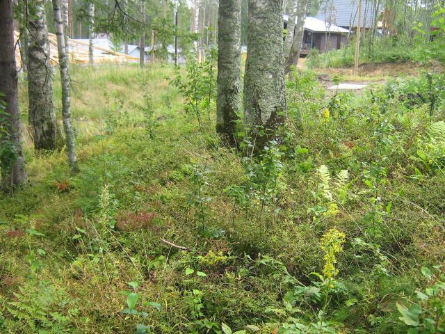 Ленинградская область, Белкино КП