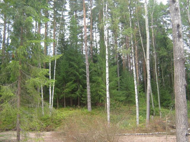 Ленинградская область, Белкино КП