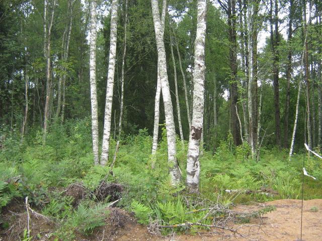 Ленинградская область, Куйвозовское сельское поселение