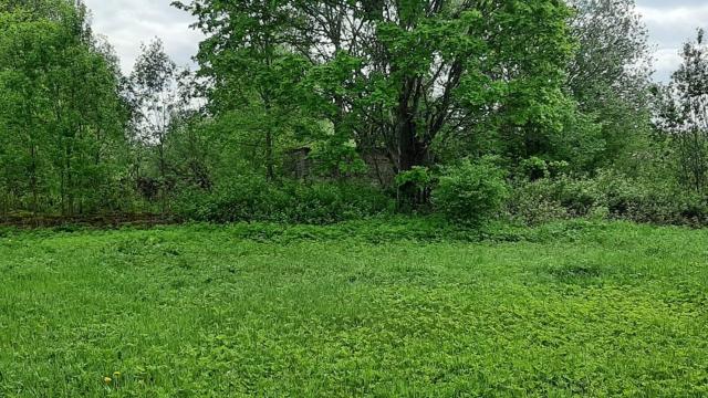 Ленинградская область, Шадырицы дер., 10