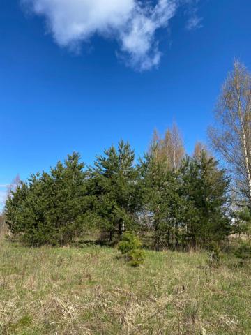 Лебяжье пос, Советская ул.