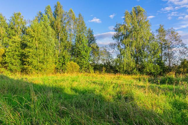 Ленинградская область, Ромашкинское сельское поселение
